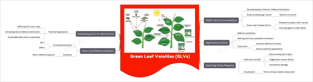 Green Leaf Volatiles (GLVs) mind map
Plants’ Secret Conversations
Eavesdropping on Nature’s Defense Mechanism
Study by Masatsugu Toyota
Saitama University
Green Leaf Volatiles (GLVs)
Released by plants when injured
Warning signal to other plants
Significance of GLVs
Defense mechanism
Making plants less palatable to attackers
Study Aims
Decipher defense intricacies
Explore potential applications
Watching Plants Respond
Molecular Cascade
Gene causing cells to glow
Triggered by calcium floods
Activated by damage
Visualization
Plants sensing volatile components
Gene-Level Defense Markers
Increased expression
Jaz-7
OPR-3
Indication
Plants' defense response
Harnessing GLVs for Pest Control
Potential Applications
Diffusing GLVs over crops
Activating natural defense mechanisms
Sustainable alternative to pesticides
