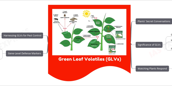 Green Leaf Volatiles (GLVs) mind map Plants’ Secret Conversations Eavesdropping on Nature’s Defense Mechanism Study by Masatsugu Toyota Saitama University Green Leaf Volatiles (GLVs) Released by plants when injured Warning signal to other plants Significance of GLVs Defense mechanism Making plants less palatable to attackers Study Aims Decipher defense intricacies Explore potential applications Watching Plants Respond Molecular Cascade Gene causing cells to glow Triggered by calcium floods Activated by damage Visualization Plants sensing volatile components Gene-Level Defense Markers Increased expression Jaz-7 OPR-3 Indication Plants' defense response Harnessing GLVs for Pest Control Potential Applications Diffusing GLVs over crops Activating natural defense mechanisms Sustainable alternative to pesticides