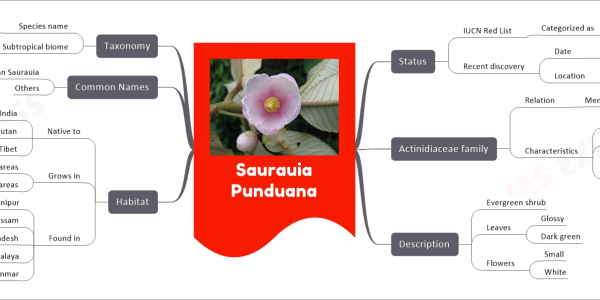Saurauia Punduana mind map Status IUCN Red List Categorized as Critically endangered Recent discovery Date November 29, 2023 Location Manipur's Tamenglong district Actinidiaceae family Relation Member of Characteristics Shrub or tree species Bark Brown color Branchlets Tubercular dots Subulate scales Description Evergreen shrub Leaves Glossy Dark green Flowers Small White Habitat Native to India Bhutan Southeast Tibet Grows in Moist areas Shady areas Found in Tamenglong district, Manipur Assam Bangladesh East Himalaya Myanmar Common Names Punduan Saurauia Others Taxonomy Species name Saurauia punduana Wall. Subtropical biome Primary growth environment