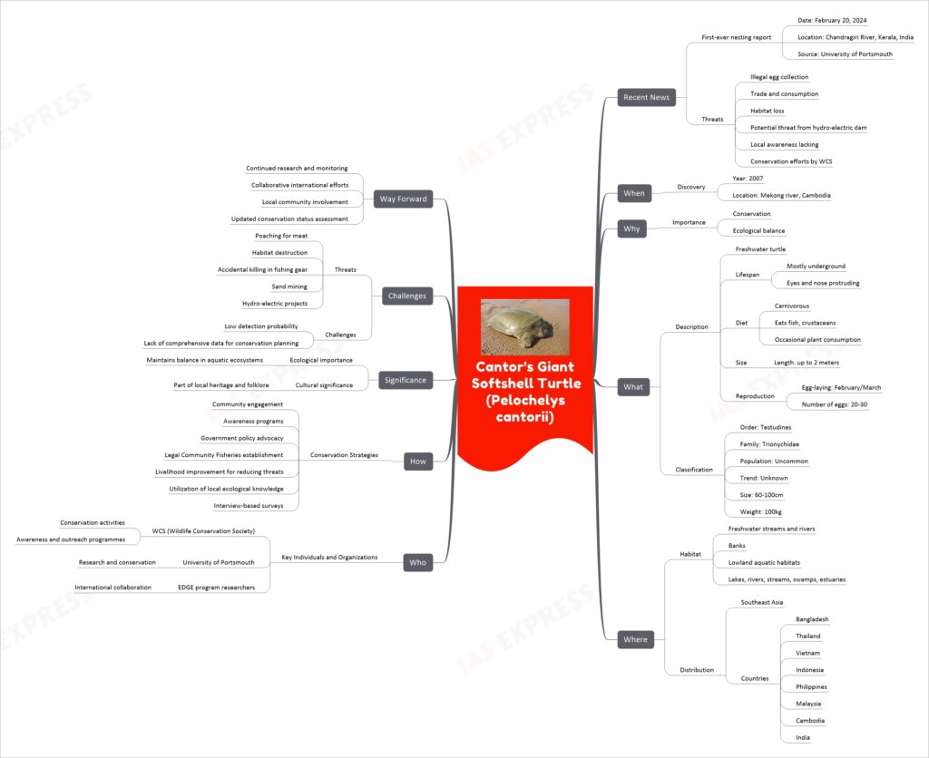 Cantor’s Giant Softshell Turtle (Pelochelys cantorii) mind map
Recent News
First-ever nesting report
Date: February 20, 2024
Location: Chandragiri River, Kerala, India
Source: University of Portsmouth
Threats
Illegal egg collection
Trade and consumption
Habitat loss
Potential threat from hydro-electric dam
Local awareness lacking
Conservation efforts by WCS
When
Discovery
Year: 2007
Location: Mekong river, Cambodia
Why
Importance
Conservation
Ecological balance
What
Description
Freshwater turtle
Lifespan
Mostly underground
Eyes and nose protruding
Diet
Carnivorous
Eats fish, crustaceans
Occasional plant consumption
Size
Length: up to 2 meters
Reproduction
Egg-laying: February/March
Number of eggs: 20-30
Classification
Order: Testudines
Family: Trionychidae
Population: Uncommon
Trend: Unknown
Size: 60-100cm
Weight: 100kg
Where
Habitat
Freshwater streams and rivers
Banks
Lowland aquatic habitats
Lakes, rivers, streams, swamps, estuaries
Distribution
Southeast Asia
Countries
Bangladesh
Thailand
Vietnam
Indonesia
Philippines
Malaysia
Cambodia
India
Who
Key Individuals and Organizations
WCS (Wildlife Conservation Society)
Conservation activities
Awareness and outreach programmes
University of Portsmouth
Research and conservation
EDGE program researchers
International collaboration
How
Conservation Strategies
Community engagement
Awareness programs
Government policy advocacy
Legal Community Fisheries establishment
Livelihood improvement for reducing threats
Utilization of local ecological knowledge
Interview-based surveys
Significance
Ecological importance
Maintains balance in aquatic ecosystems
Cultural significance
Part of local heritage and folklore
Challenges
Threats
Poaching for meat
Habitat destruction
Accidental killing in fishing gear
Sand mining
Hydro-electric projects
Challenges
Low detection probability
Lack of comprehensive data for conservation planning
Way Forward
Continued research and monitoring
Collaborative international efforts
Local community involvement
Updated conservation status assessment