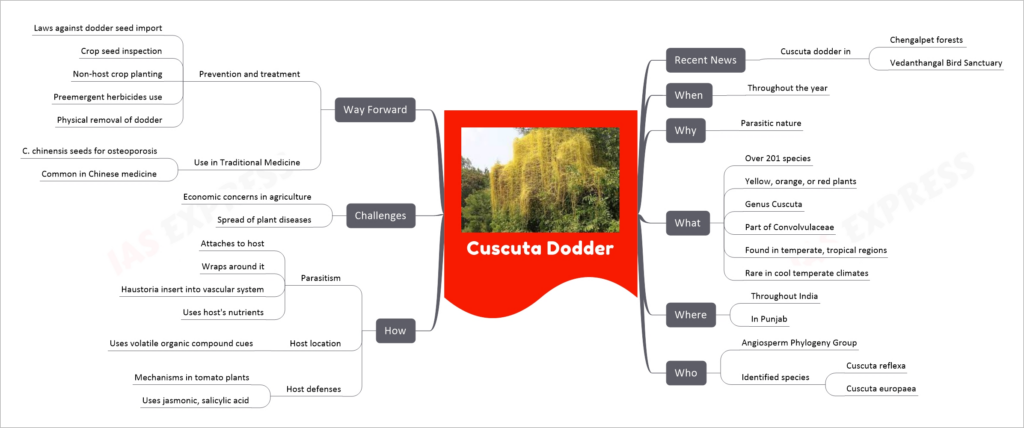 Cuscuta Dodder mind map
Recent News
Cuscuta dodder in 
Chengalpet forests 
Vedanthangal Bird Sanctuary
When
Throughout the year
Why
Parasitic nature
What
Over 201 species
Yellow, orange, or red plants
Genus Cuscuta
Part of Convolvulaceae
Found in temperate, tropical regions
Rare in cool temperate climates
Where
Throughout India
In Punjab
Who
Angiosperm Phylogeny Group
Identified species
Cuscuta reflexa
Cuscuta europaea
How
Parasitism
Attaches to host
Wraps around it
Haustoria insert into vascular system
Uses host's nutrients
Host location
Uses volatile organic compound cues
Host defenses
Mechanisms in tomato plants
Uses jasmonic, salicylic acid
Challenges
Economic concerns in agriculture
Spread of plant diseases
Way Forward
Prevention and treatment
Laws against dodder seed import
Crop seed inspection
Non-host crop planting
Preemergent herbicides use
Physical removal of dodder
Use in Traditional Medicine
C. chinensis seeds for osteoporosis
Common in Chinese medicine