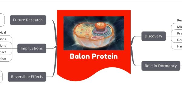 Balon Protein