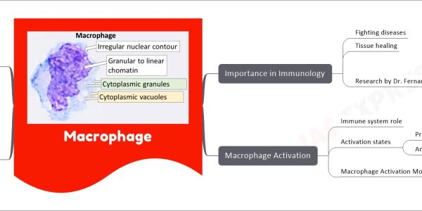 Macrophage