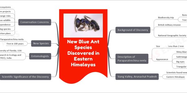 New Blue Ant Species Discovered in Eastern Himalayas