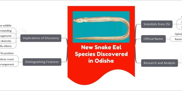 New Snake Eel Species Discovered in Odisha
