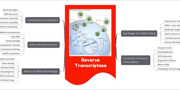 Reverse Transcriptase