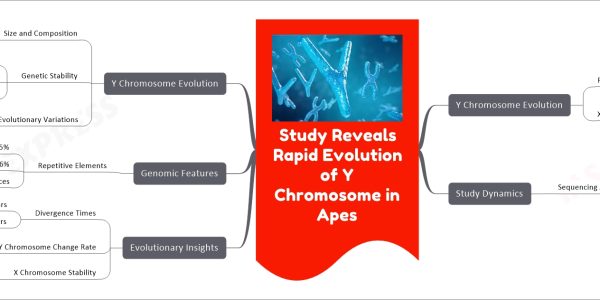 Study Reveals Rapid Evolution of Y Chromosome in Apes