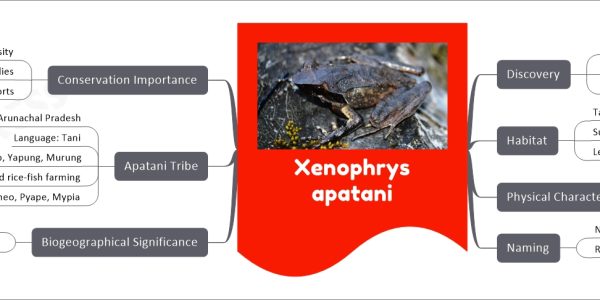 Xenophrys apatani