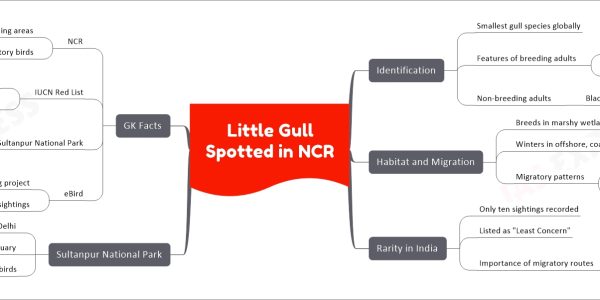 Little Gull Spotted in NCR