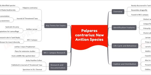 Palpares contrarius: New Antlion Species