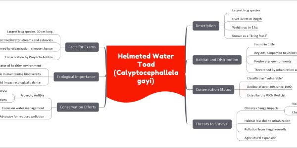Helmeted Water Toad (Calyptocephallela gayi)
