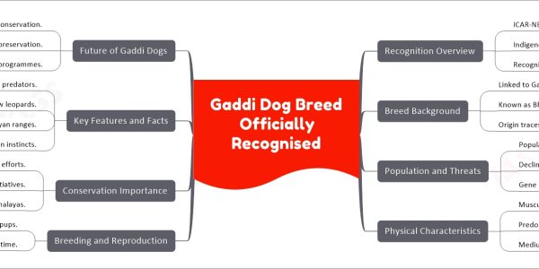 Gaddi Dog Breed Officially Recognised