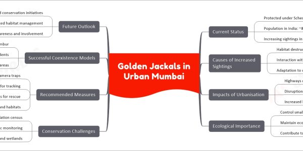 Golden Jackals in Urban Mumbai