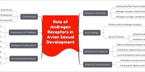 Role of Androgen Receptors in Avian Sexual Development