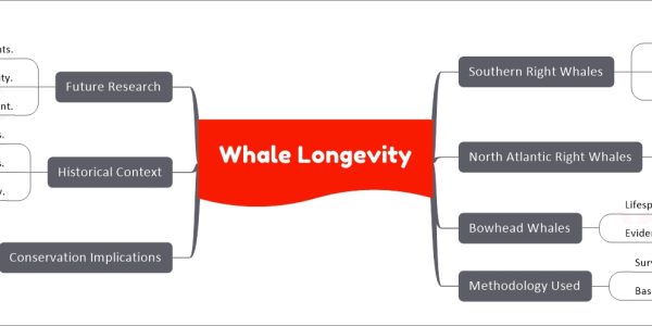 Whale Longevity