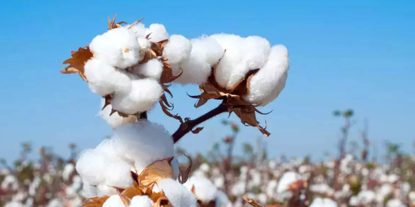 Understanding Extra-Long Staple (ELS) Cotton and Its Cultivation in India upsc