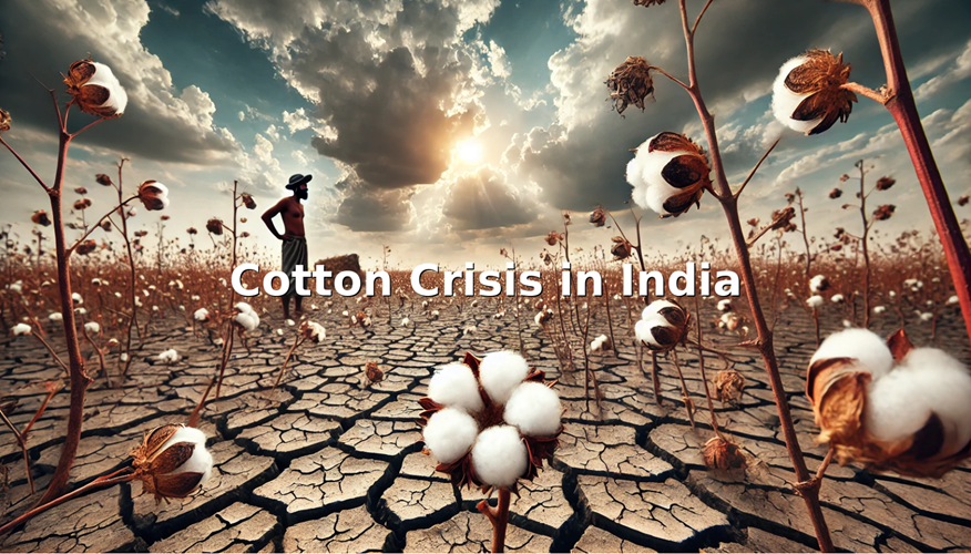 India’s Cotton Crisis: Challenges, Innovations and the Road Ahead